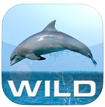 Wild_Dolphins-1